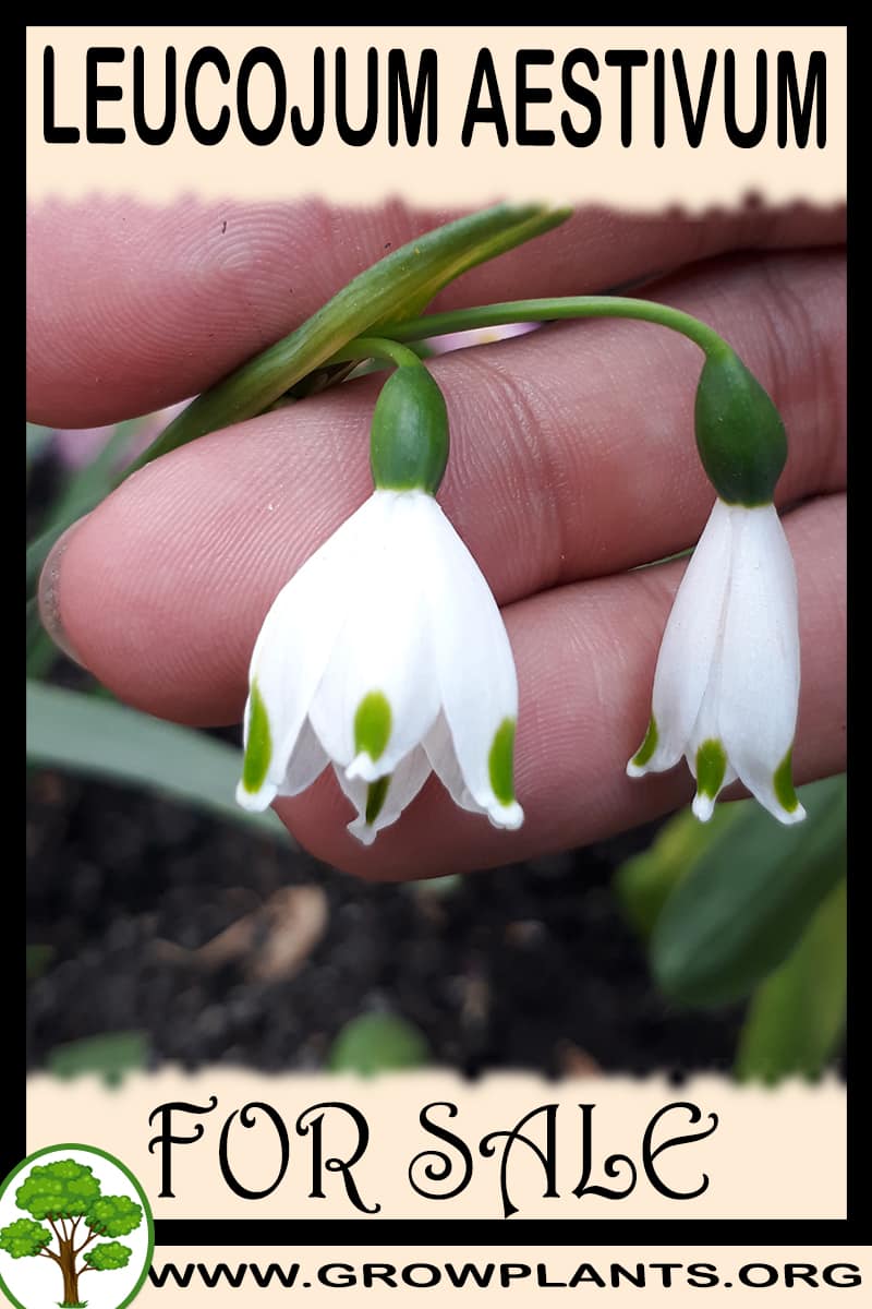 Leucojum aestivum for sale