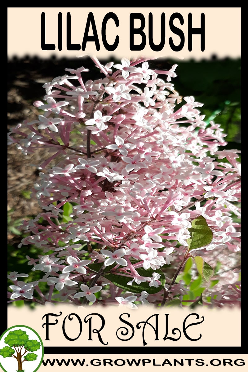 Lilac bush for sale