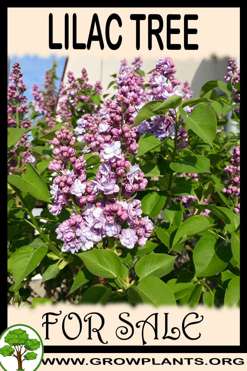 Lilac tree for sale