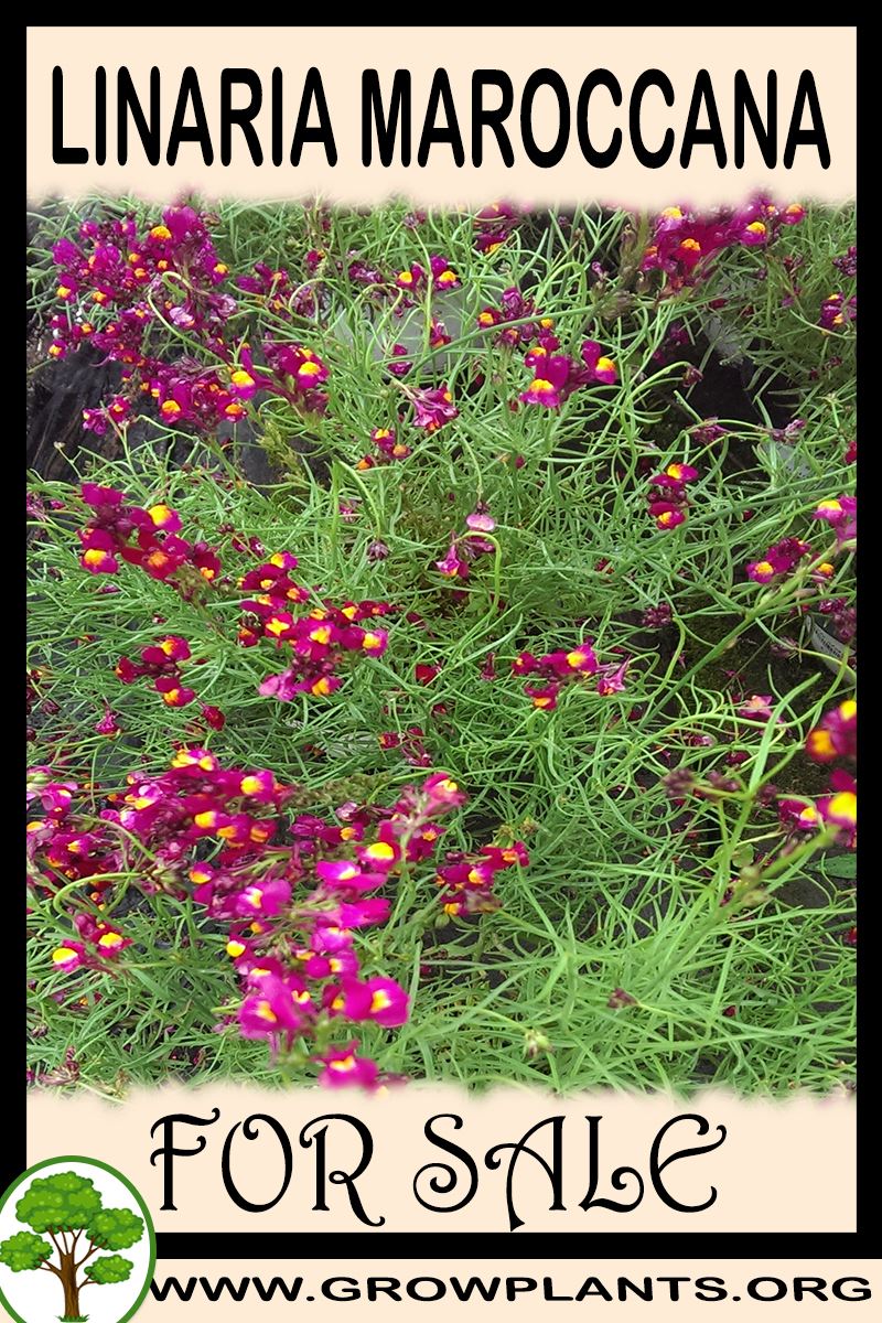 Linaria maroccana for sale