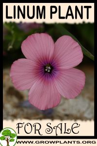 Linum for sale
