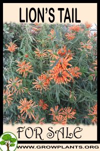Lion’s tail for Sale: Pre-Purchase & Growing Guide Lion’s tail for sale