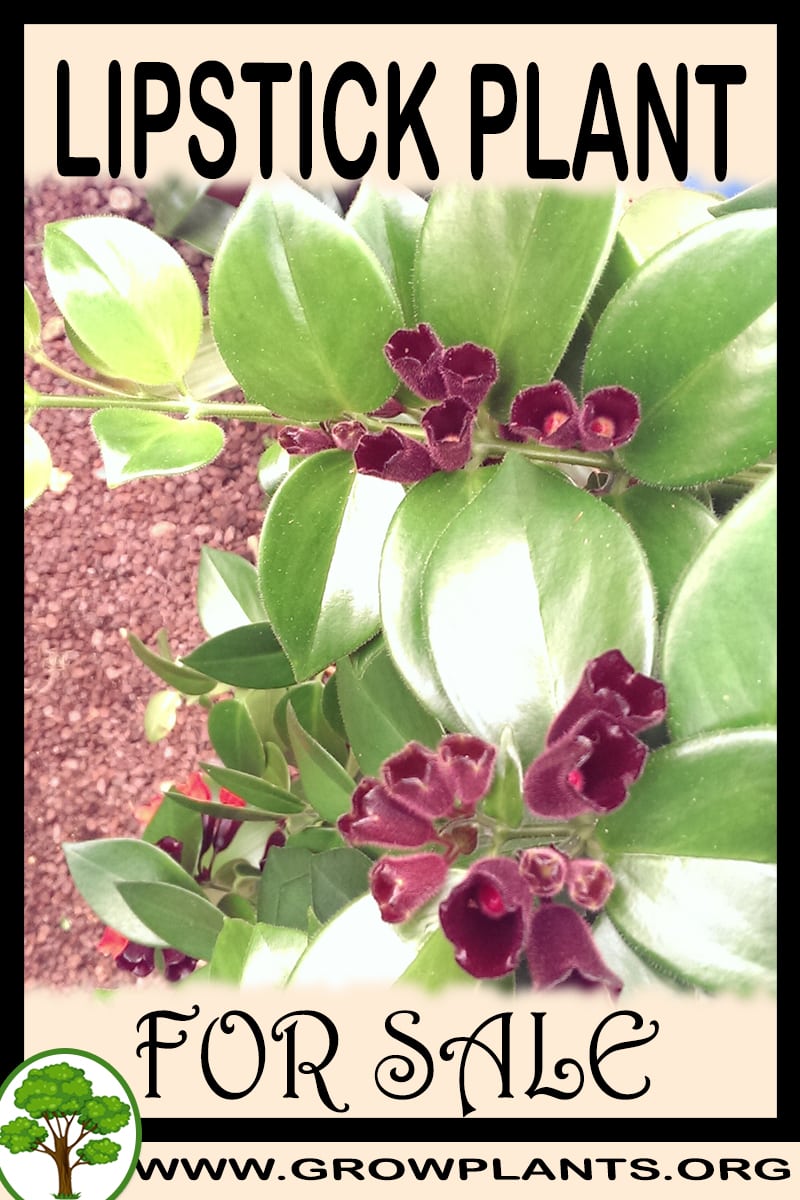 Lipstick plant for sale Grow plants