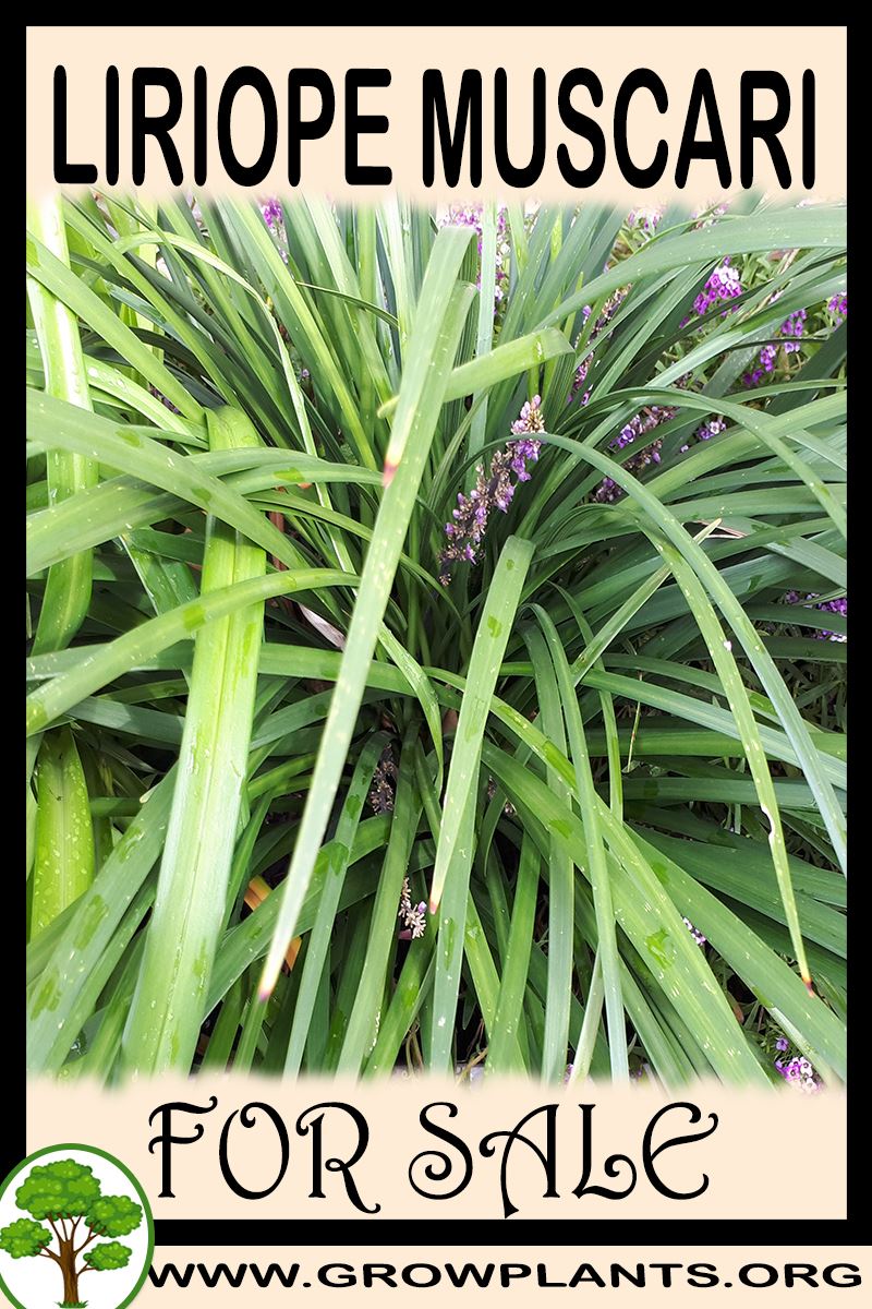 Liriope muscari for sale