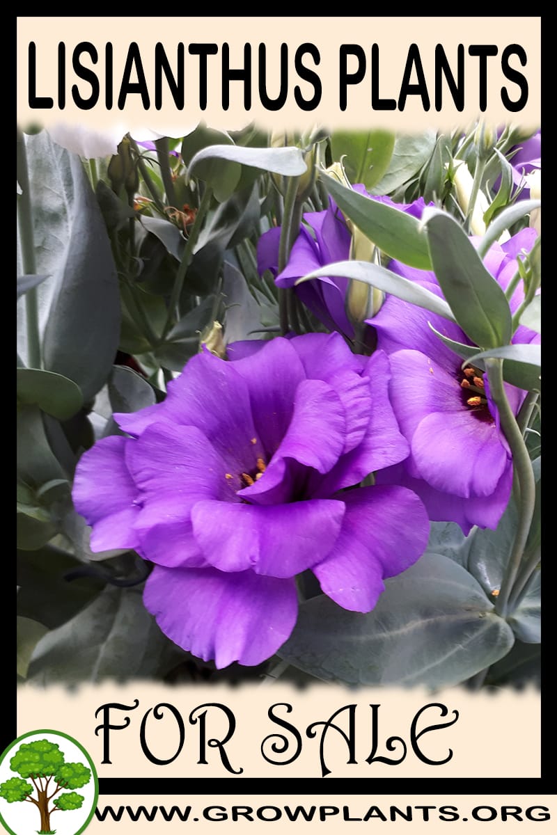 Lisianthus plants for sale