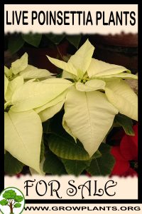 Live poinsettia plants for sale