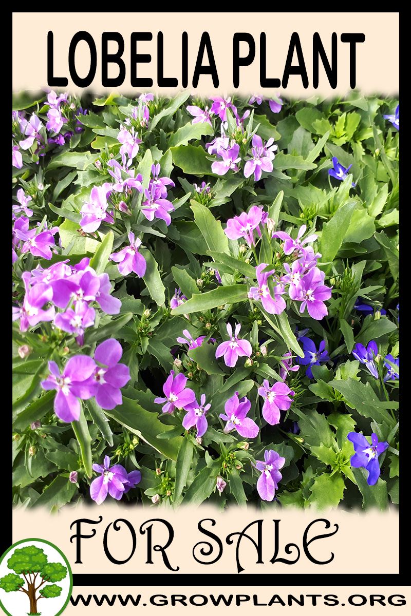 Lobelia for sale