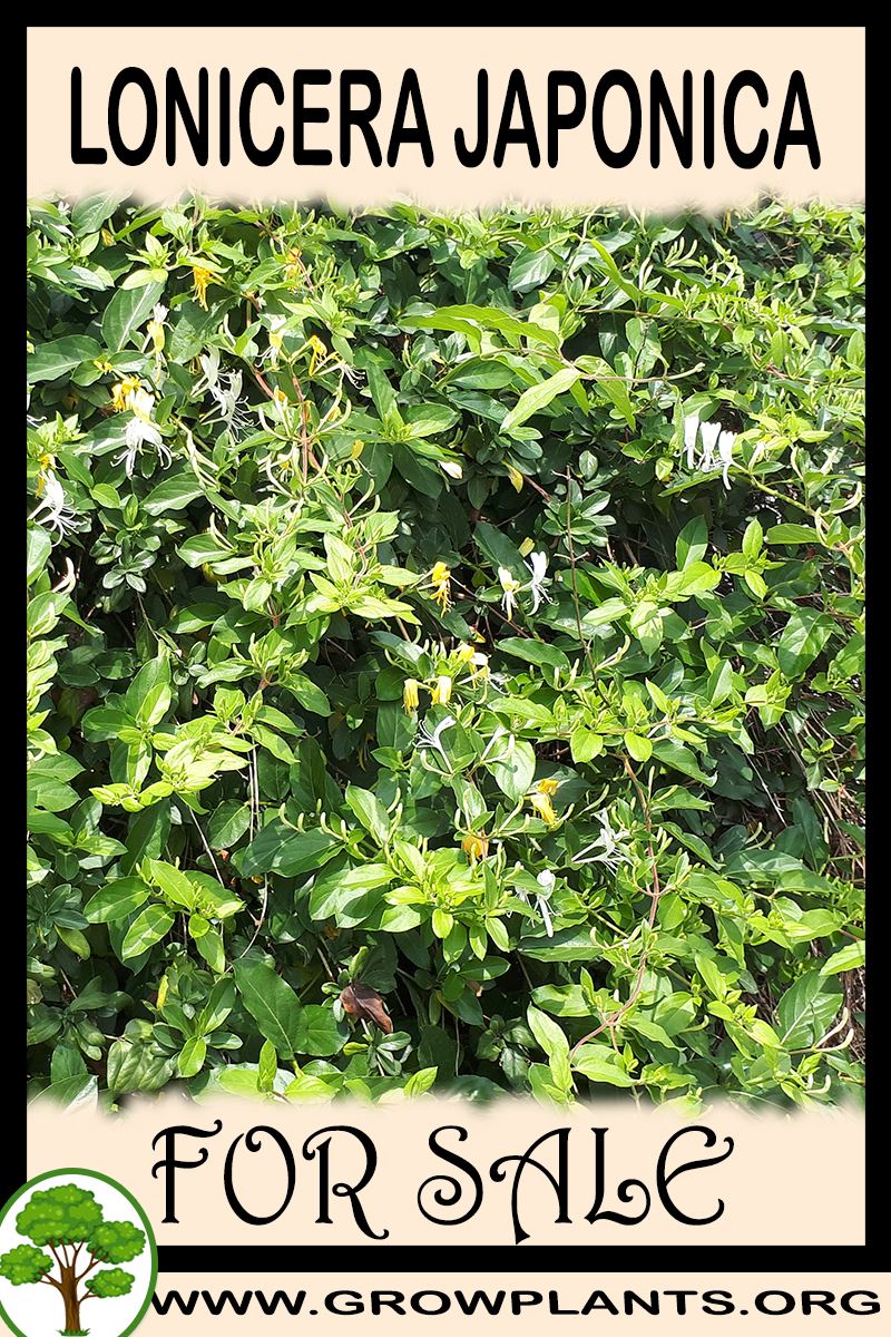 Lonicera japonica for sale