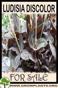 Ludisia discolor for sale