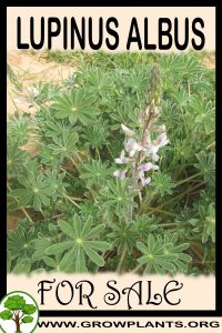 Lupinus albus for sale