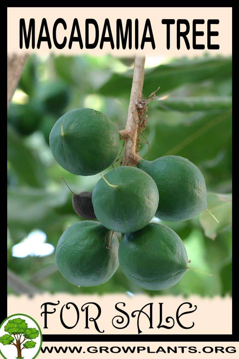 Macadamia tree for sale Grow plants