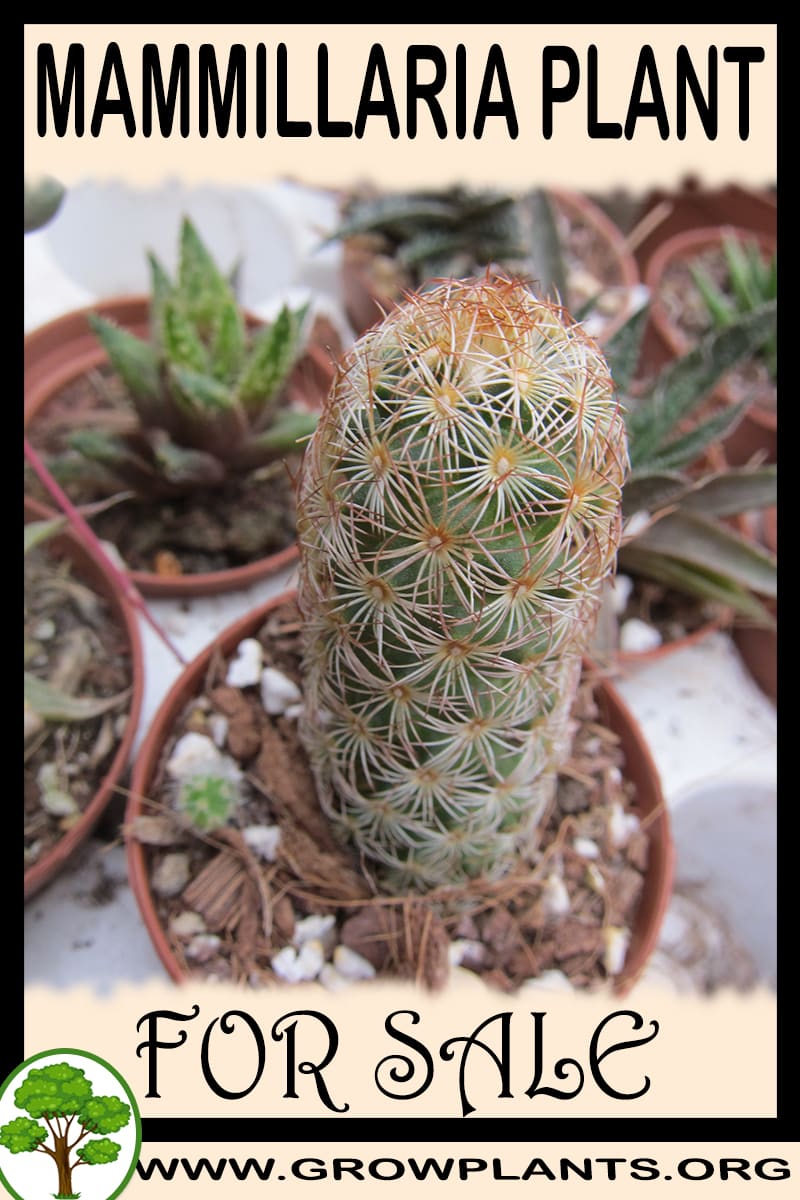 Mammillaria for sale