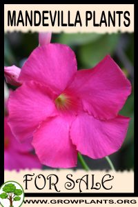 Mandevilla plants for sale