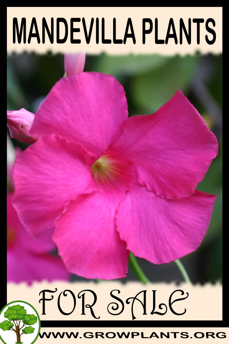 Mandevilla plants for sale