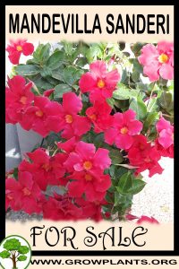 Mandevilla sanderi for sale