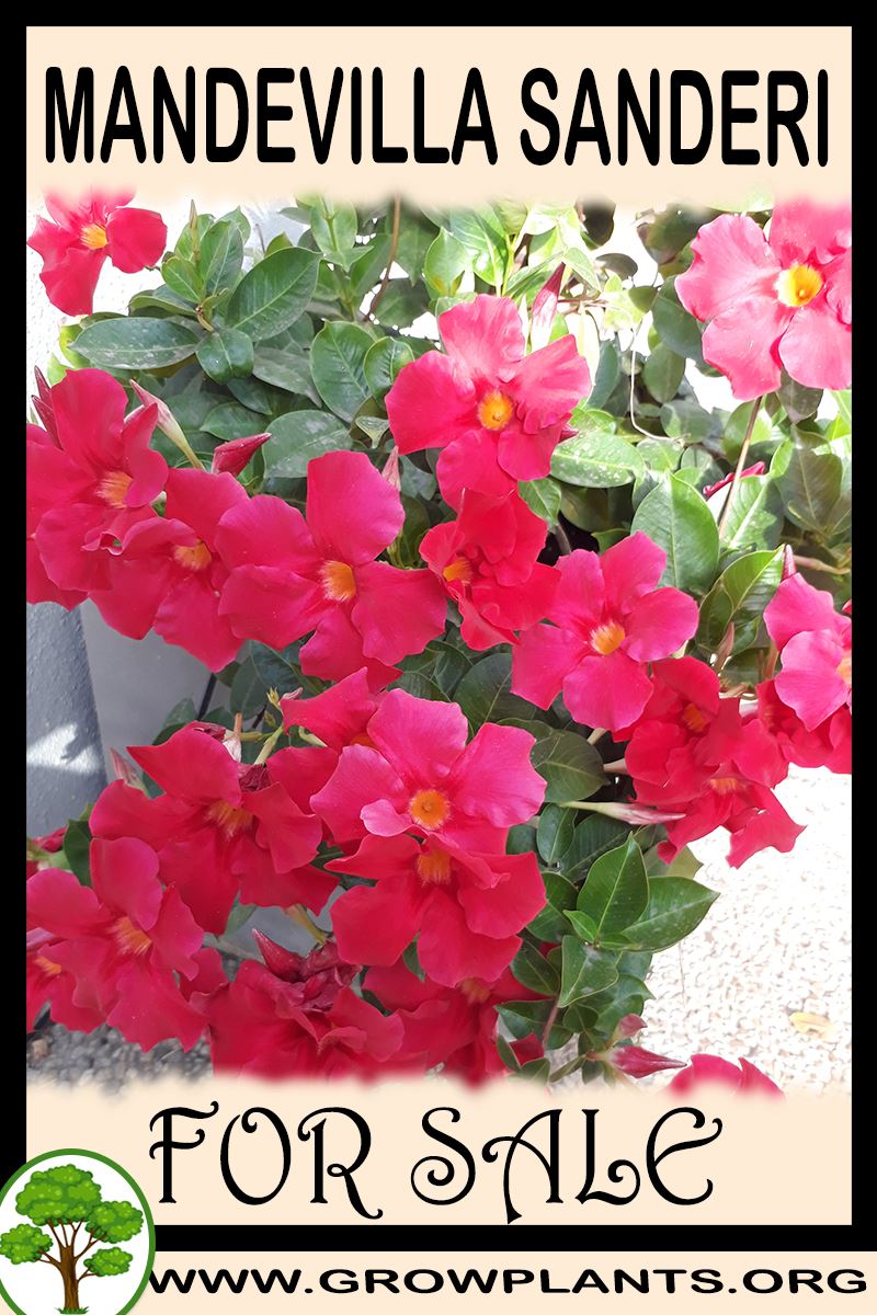 Mandevilla sanderi for sale