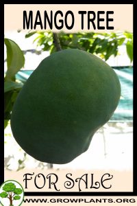 Mango tree for sale