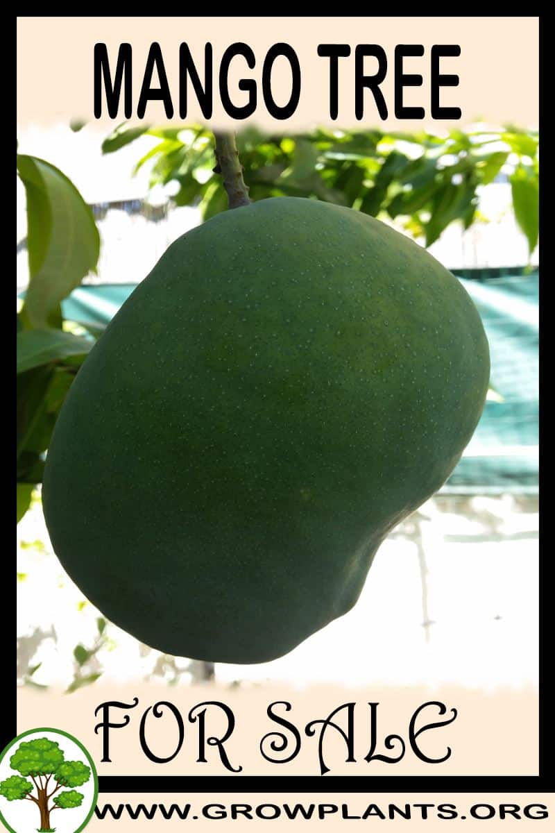 Mango tree for sale