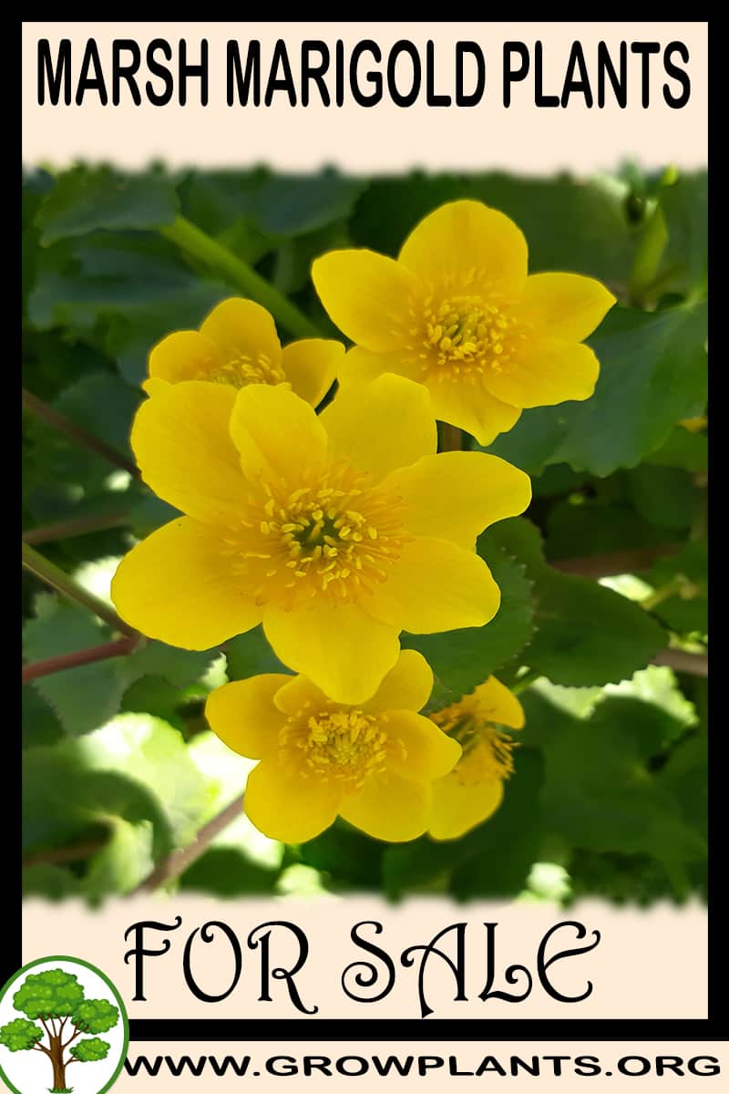 Marsh marigold plants for sale