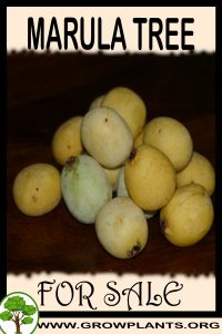 Marula tree for sale