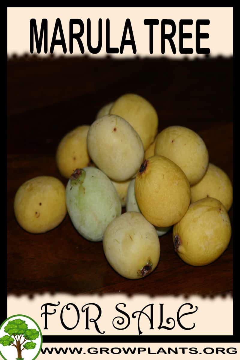 Marula tree for sale