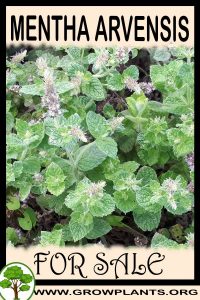 Mentha arvensis for sale