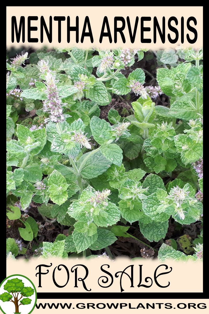 Mentha arvensis for sale