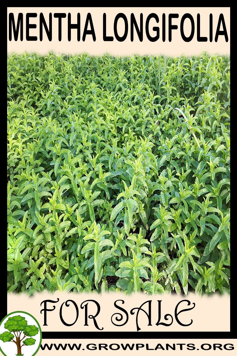 Mentha longifolia