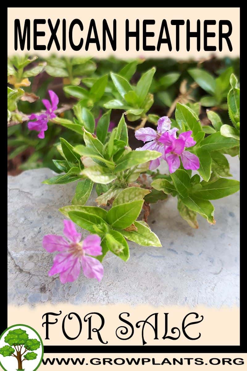 Mexican heather