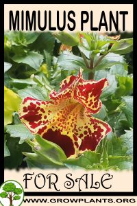 Mimulus plants for Sale: Pre-Purchase & Growing Guide Mimulus plants for sale