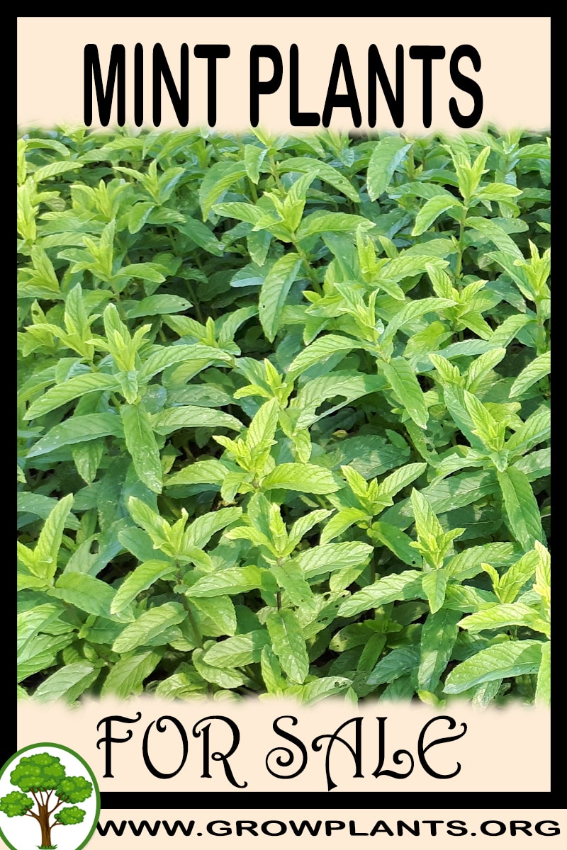 Mint plants for sale