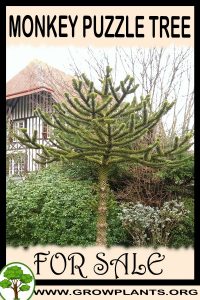 Monkey puzzle tree for sale