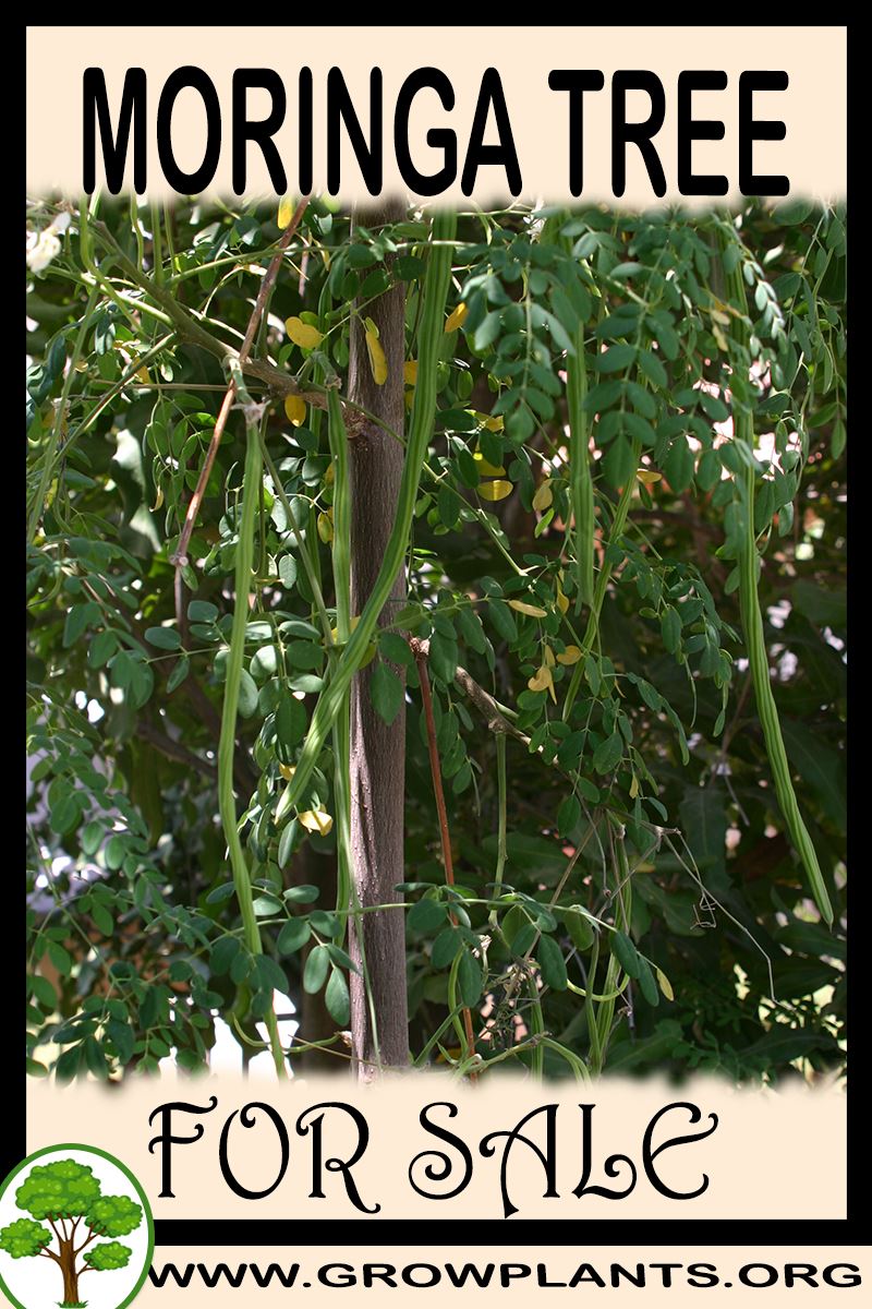 Moringa tree for sale Grow plants