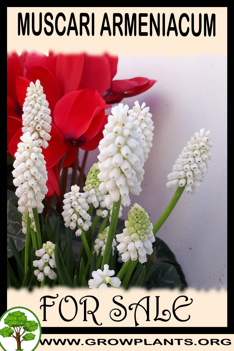 Muscari armeniacum for sale