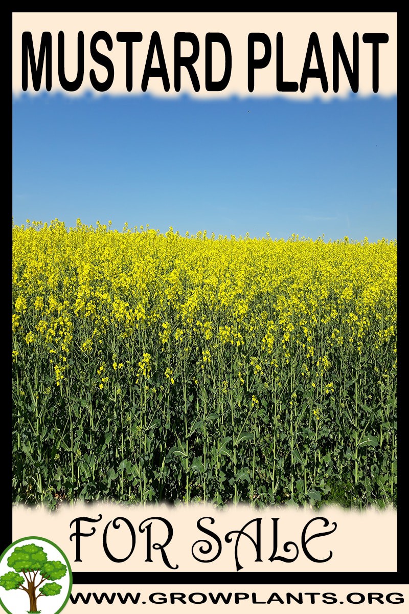 Mustard