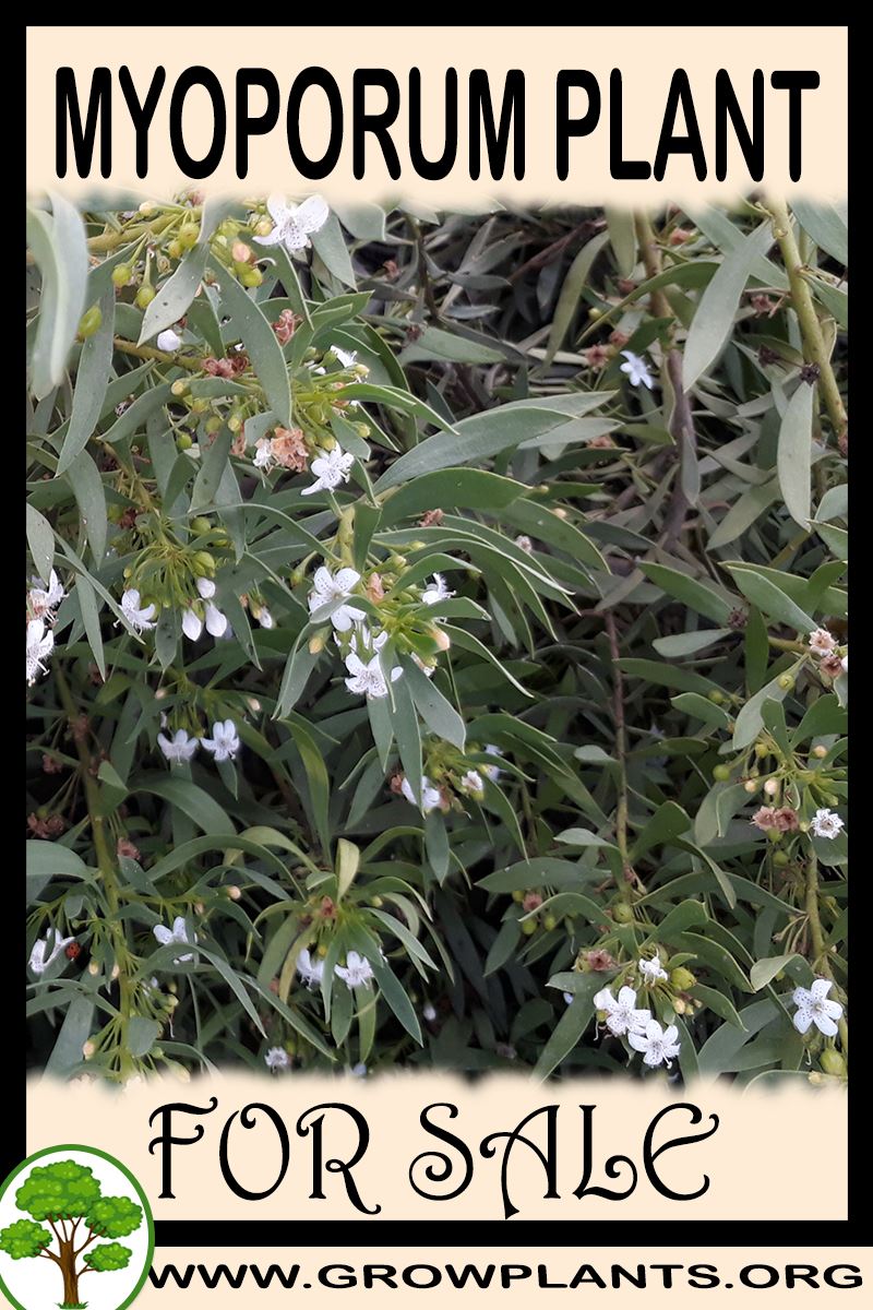 Myoporum for sale