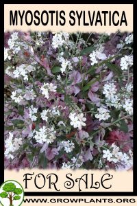 Myosotis sylvatica for sale