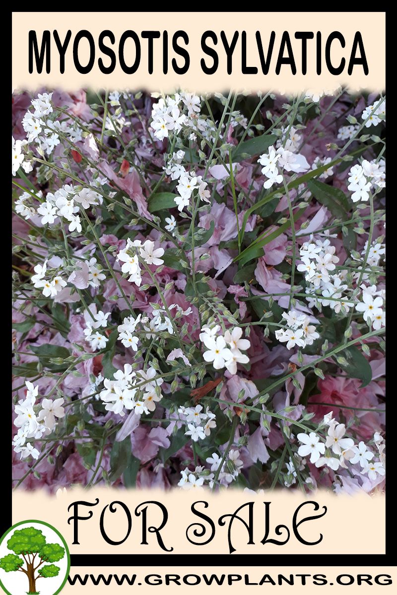 Myosotis sylvatica for sale
