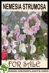 Nemesia strumosa for Sale: Pre-Purchase & Growing Guide Nemesia strumosa for sale
