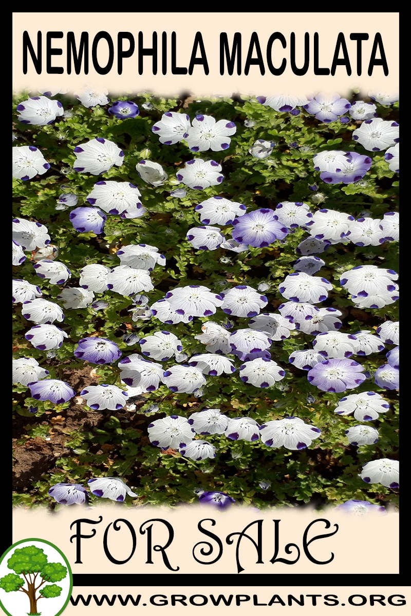 Nemophila maculata for sale