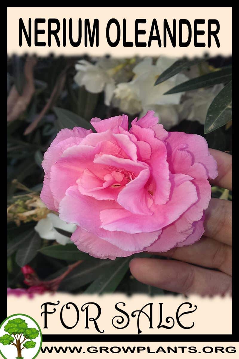 Nerium oleander for sale