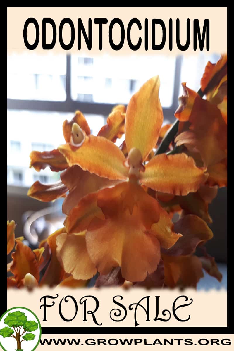 Odontocidium for sale