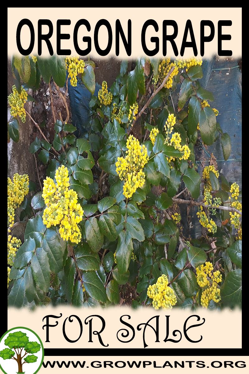 Oregon grape for sale