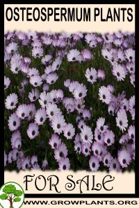 Osteospermum plants for sale