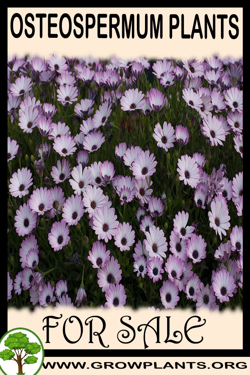 Osteospermum plants for sale