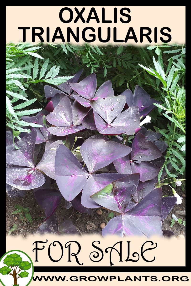 Oxalis triangularis for sale