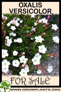 Oxalis versicolor for Sale: Pre-Purchase & Growing Guide Oxalis versicolor for sale