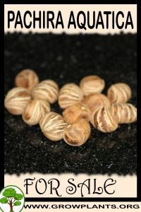 Pachira aquatica for Sale: Pre-Purchase & Growing Guide Pachira aquatica for sale