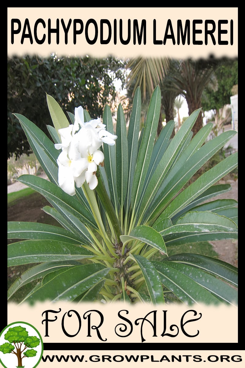 Pachypodium lamerei for sale