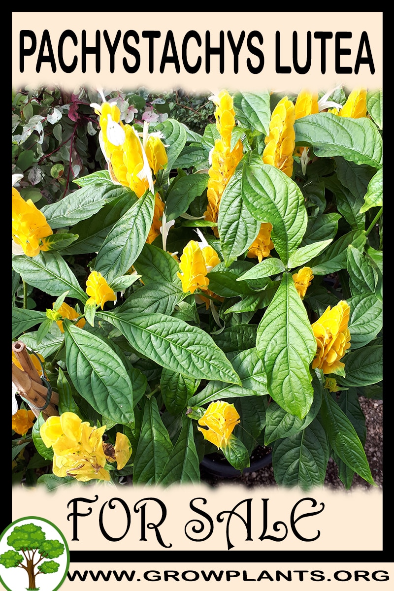 Pachystachys lutea for sale